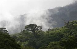 Costa Rican cloud forest